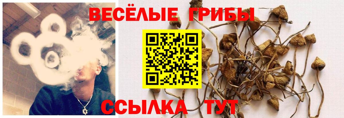 Псилоцибиновые грибы Psilocybe Междуреченск